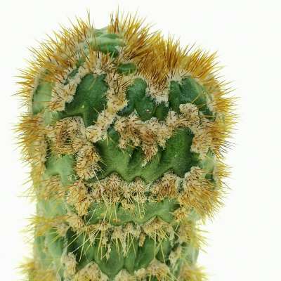 Trichocereus spachianus f. supermostruosa (Own Roots) - Giromagi
