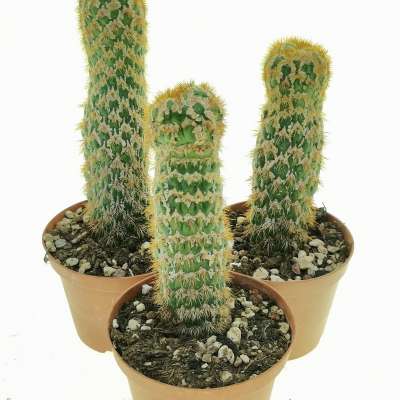 Trichocereus spachianus f. supermostruosa (Own Roots) - Giromagi