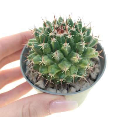 Mammillaria melanocentra f. variegata