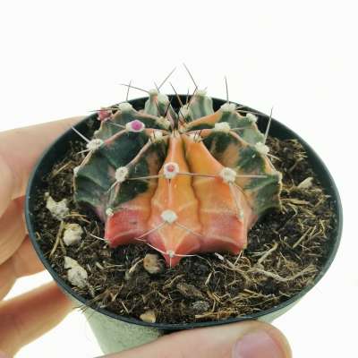 Gymnocalycium mihanovichii f. variegata