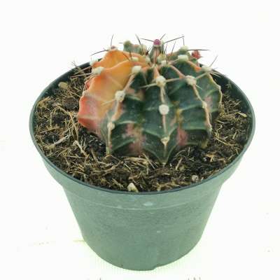 Gymnocalycium mihanovichii f. variegata - Giromagi