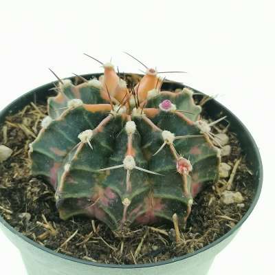 Gymnocalycium mihanovichii f. variegata - Giromagi