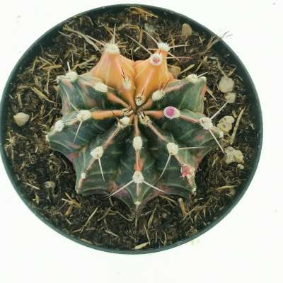 Gymnocalycium mihanovichii f. variegata - Giromagi