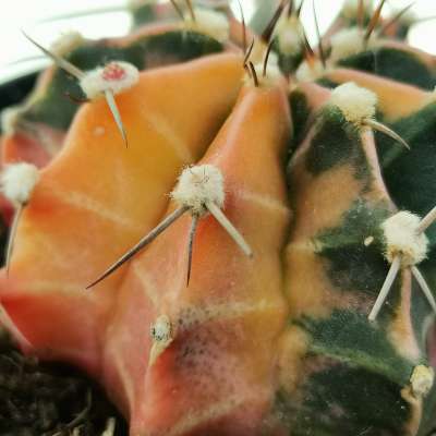 Gymnocalycium mihanovichii f. variegata - Giromagi