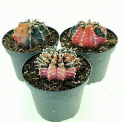 Gymnocalycium mihanovichii f. variegata - Giromagi