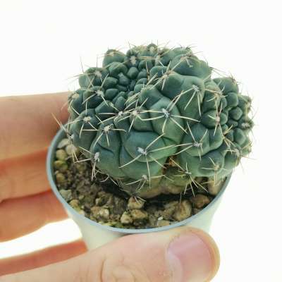 Gymnocalycium baldianum f. dicotomica