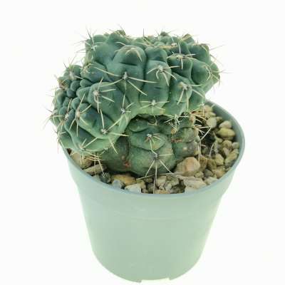 Gymnocalycium baldianum f. dicotomica - Giromagi