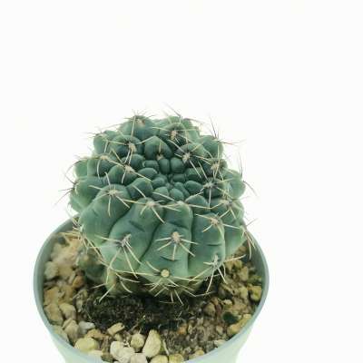 Gymnocalycium baldianum f. dicotomica - Giromagi