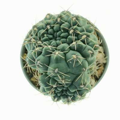 Gymnocalycium baldianum f. dicotomica - Giromagi
