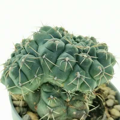 Gymnocalycium baldianum f. dicotomica - Giromagi