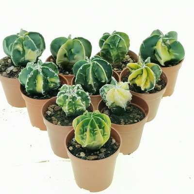 Astrophytum myriostigma cv. Fukuryu (type B) nudum f. variegata 10 pcs