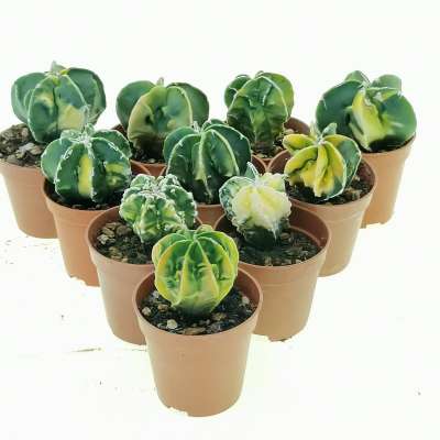 Astrophytum myriostigma cv. Fukuryu (type B) nudum f. variegata 10 pcs - Giromagi