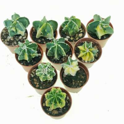 Astrophytum myriostigma cv. Fukuryu (type B) nudum f. variegata 10 pcs - Giromagi