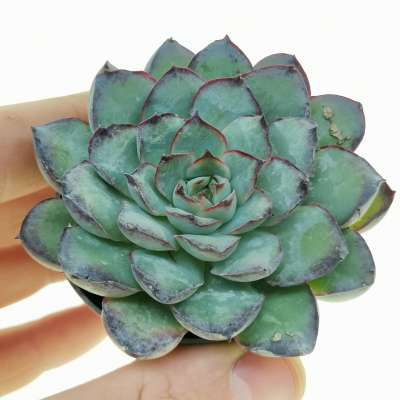 Echeveria 'Moonshine'