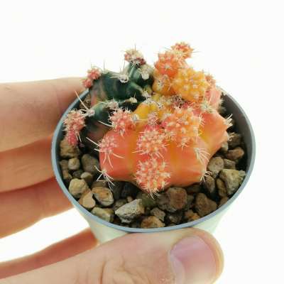 Gymnocalycium mihanovichii f. variegata prolifera (Own roots)