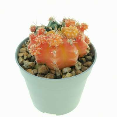 Gymnocalycium mihanovichii f. variegata prolifera (Own roots) - Giromagi