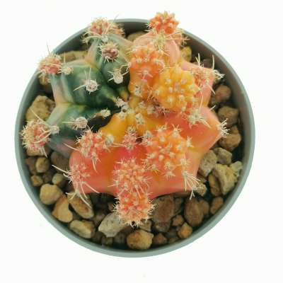 Gymnocalycium mihanovichii f. variegata prolifera (Own roots) - Giromagi