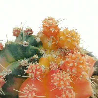 Gymnocalycium mihanovichii f. variegata prolifera (Own roots) - Giromagi