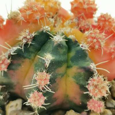 Gymnocalycium mihanovichii f. variegata prolifera (Own roots) - Giromagi