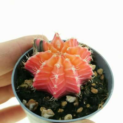 Gymnocalycium mihanovichii f. variegata (Own roots)