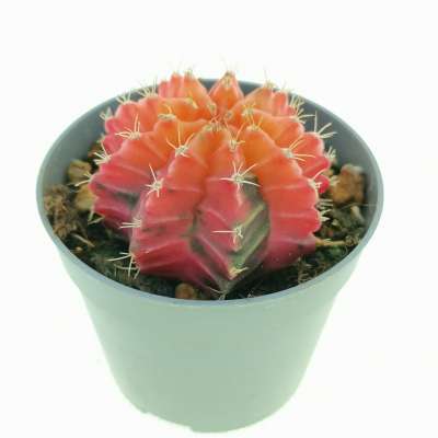 Gymnocalycium mihanovichii f. variegata (Own roots) - Giromagi