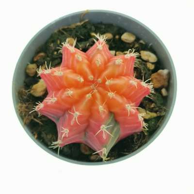Gymnocalycium mihanovichii f. variegata (Own roots) - Giromagi