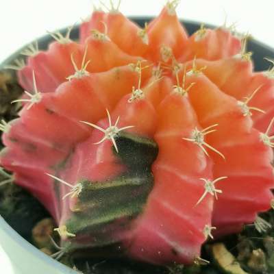 Gymnocalycium mihanovichii f. variegata (Own roots) - Giromagi