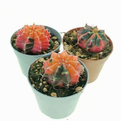Gymnocalycium mihanovichii f. variegata (Own roots) - Giromagi
