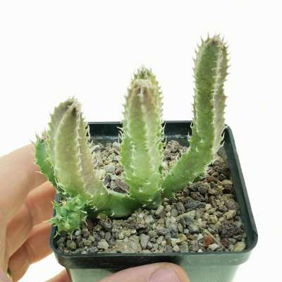 Staparesia meintjesii