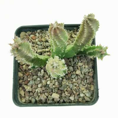 Staparesia meintjesii - Giromagi