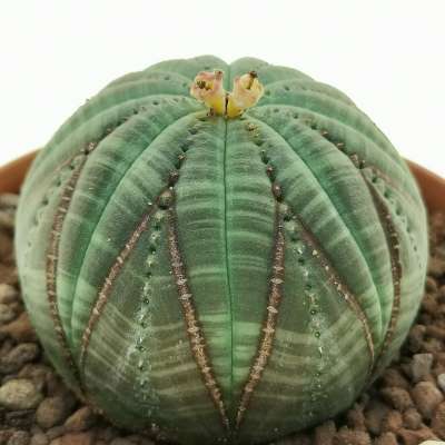 Euphorbia obesa (V-type rare form) - Giromagi