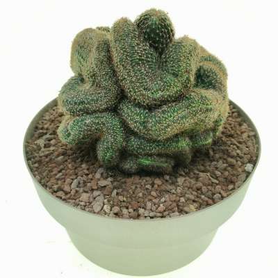 Lobivia arachnacantha f. crestata - Giromagi