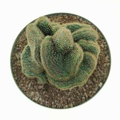Lobivia arachnacantha f. crestata - Giromagi