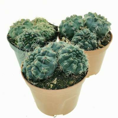 Gymnocalycium baldianum - Giromagi