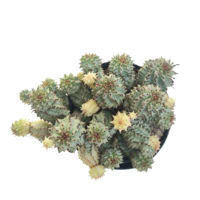 Euphorbia submammillaris f. variegata - Giromagi