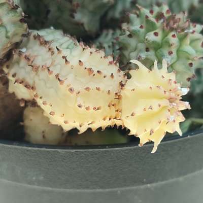 Euphorbia submammillaris f. variegata - Giromagi