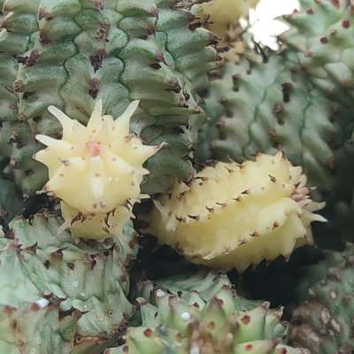 Euphorbia submammillaris f. variegata - Giromagi