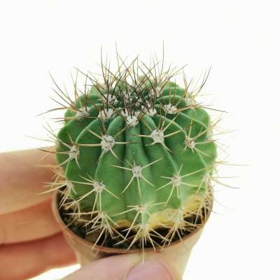 Acanthocalycium spiniflorum v. nova (San Martin)