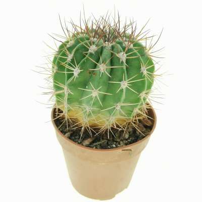 Acanthocalycium spiniflorum v. nova (San Martin) - Giromagi