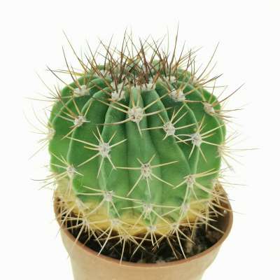 Acanthocalycium spiniflorum v. nova (San Martin) - Giromagi