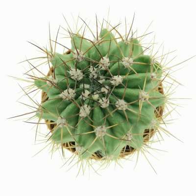 Acanthocalycium spiniflorum v. nova (San Martin) - Giromagi
