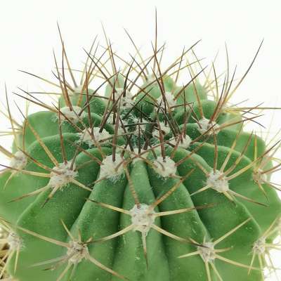 Acanthocalycium spiniflorum v. nova (San Martin) - Giromagi