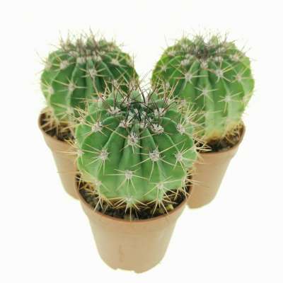 Acanthocalycium spiniflorum v. nova (San Martin) - Giromagi
