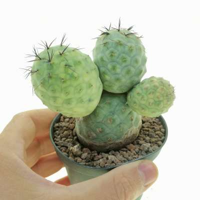 Tephrocactus geometricus f. variegata (Own roots) - Giromagi