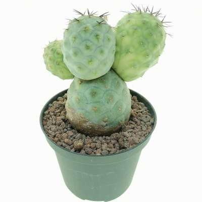 Tephrocactus geometricus f. variegata (Own roots) - Giromagi