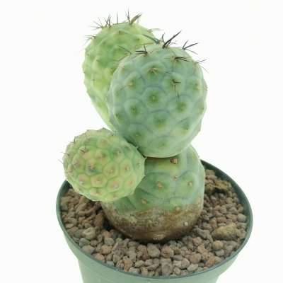 Tephrocactus geometricus f. variegata (Own roots) - Giromagi