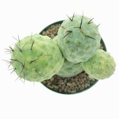 Tephrocactus geometricus f. variegata (Own roots) - Giromagi