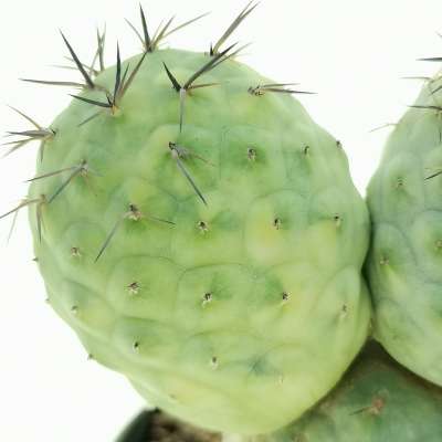 Tephrocactus geometricus f. variegata (Own roots) - Giromagi