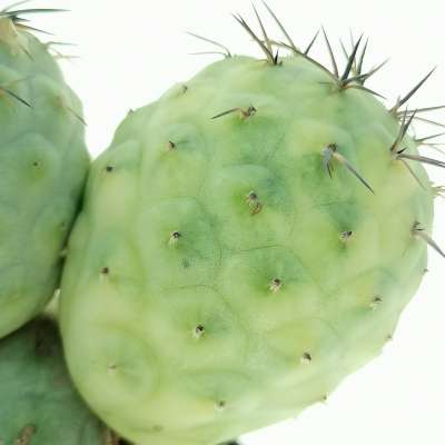 Tephrocactus geometricus f. variegata (Own roots) - Giromagi