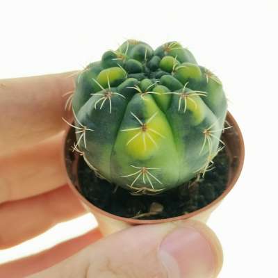 Gymnocalycium baldianum f. variegata